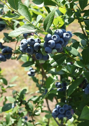 blueberry
